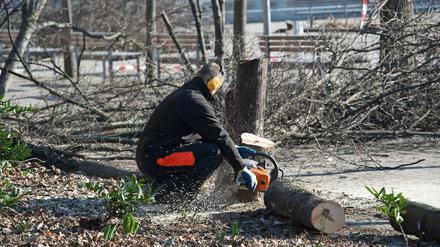 Es ist Fällsaison in Berlin: In der gesamten Stadt müssen hunderte Bäume weichen. Oft aus guten Gründen.