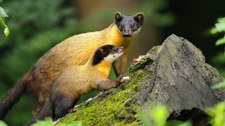 Buntmarder sind hervorragende Jäger. Solange sie nicht gestört werden, kümmern sie sich fürsorglich um ihren Nachwuchs.