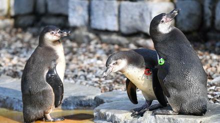Der Pinguin war am 11. Februar im Mannheimer Zoo gestohlen worden. 
