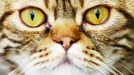 Auch Katzen leiden unter dem globalen Neoliberalismus, wie ein Film auf der Berlinale zeigt.