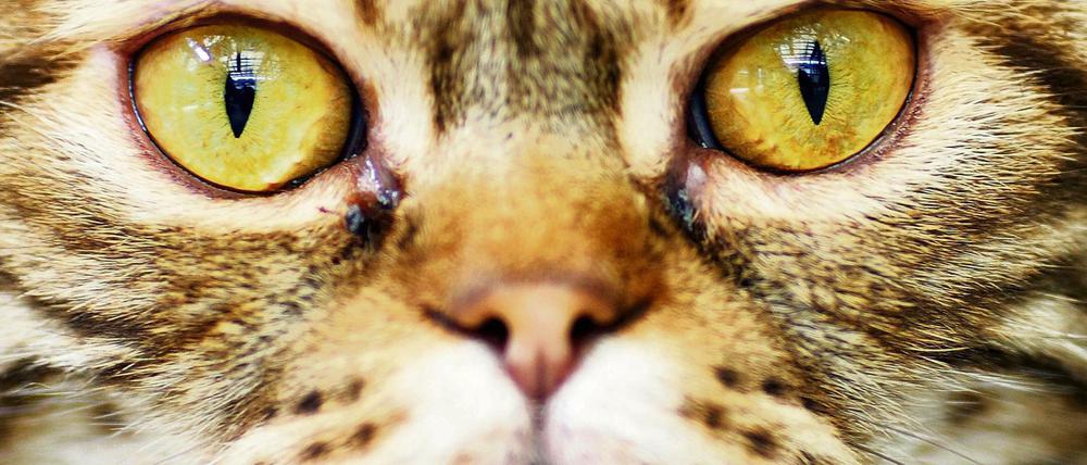 Auch Katzen leiden unter dem globalen Neoliberalismus, wie ein Film auf der Berlinale zeigt.