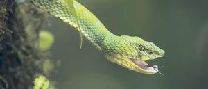 Die Greifschwanz-Lanzenotter beißt ohne Warnung zu. Das getroffene Gewebe stirbt ab, Gliedmaßen müssen amputiert werden. 