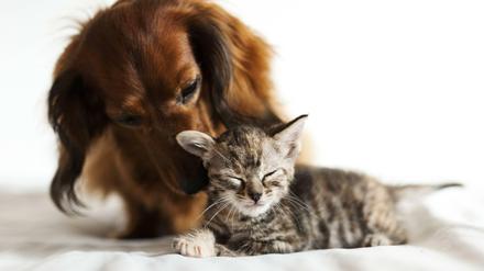 Hund und Katze machen nicht alle Menschen glücklich.