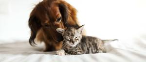 Hund und Katze machen nicht alle Menschen glücklich.