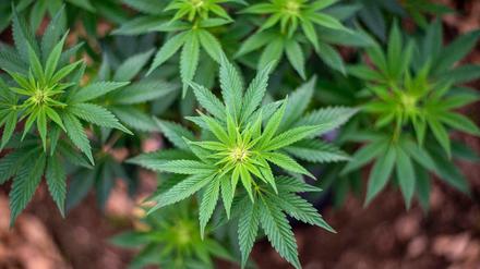 Könnte nach dem Wunsch der SPD in Berlin bald kontrolliert legal an Erwachsene abgegeben werden: Cannabis. 