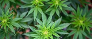 Könnte nach dem Wunsch der SPD in Berlin bald kontrolliert legal an Erwachsene abgegeben werden: Cannabis. 