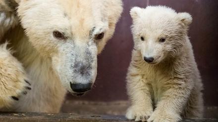 Mutter-Kind-Tour. Tonja und Fritz in der Wurfbox im Tierpark.