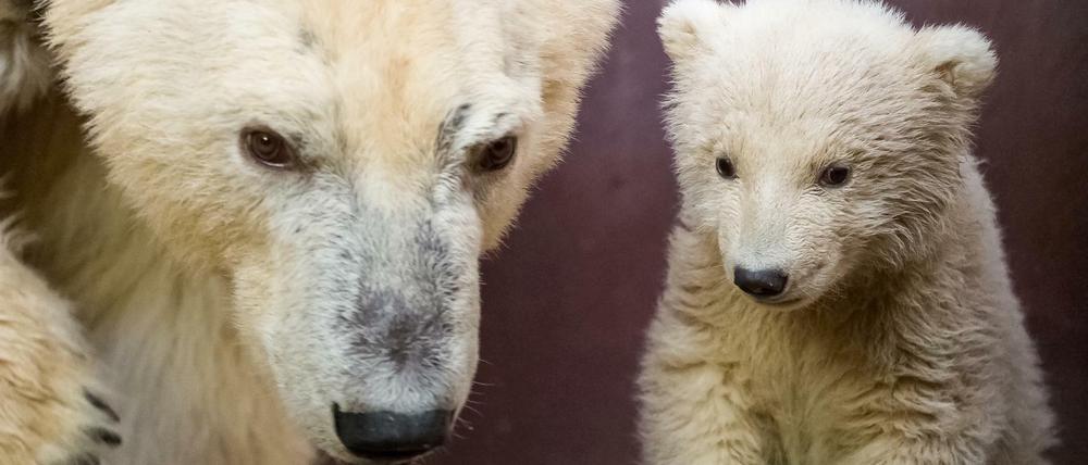 Mutter-Kind-Tour. Tonja und Fritz in der Wurfbox im Tierpark.