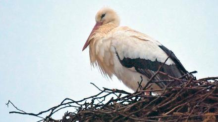 Dieser Storch ist bereits auf seinem Horst bei Kremmen nördlich von Berlin eingetroffen. 