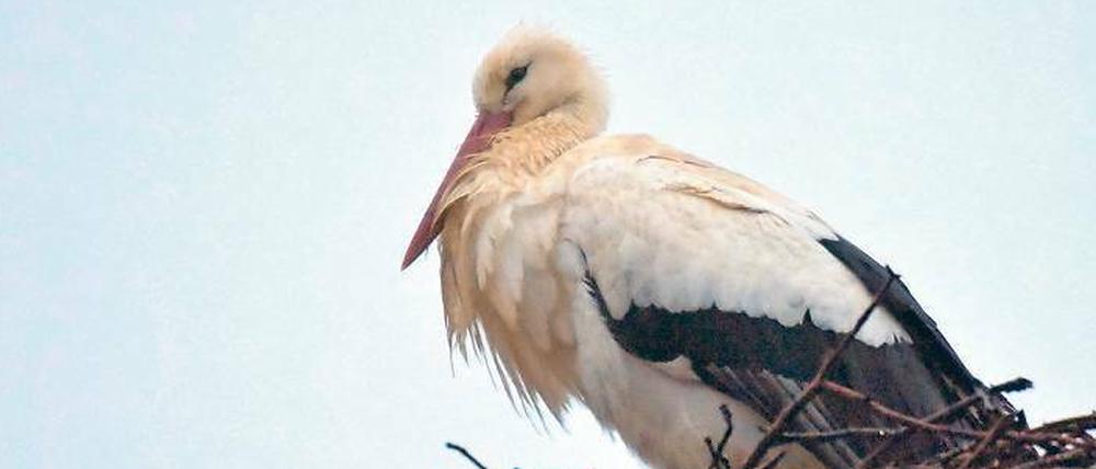 Dieser Storch ist bereits auf seinem Horst bei Kremmen nördlich von Berlin eingetroffen.