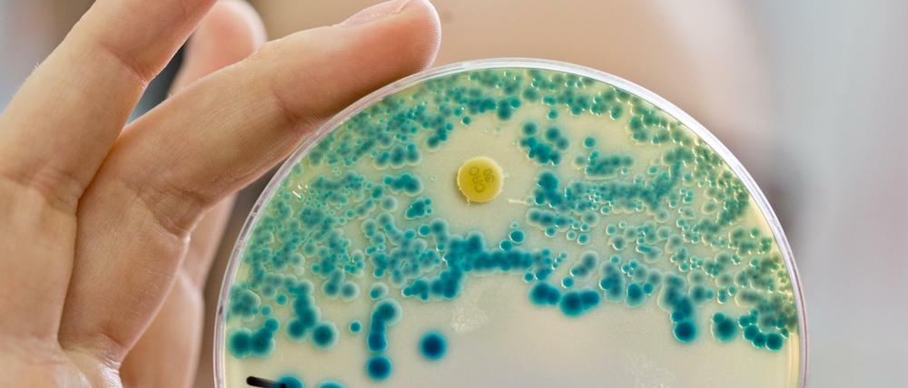 Resistent. Die Weltgesundheitsorganisation WHO will den Kampf gegen antibiotika-resistente Bakterien verstärken.