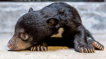 Süße Schnute. Der noch namenlose kleine Lippenbär im Zoologischen Garten.