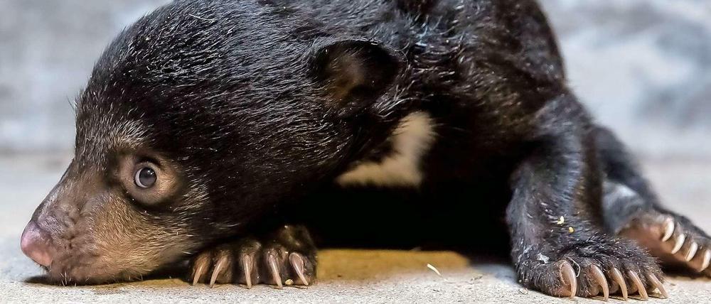 Süße Schnute. Der noch namenlose kleine Lippenbär im Zoologischen Garten.
