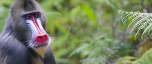 Das schrille Make-up der Mandrills soll als Kriegsbemalung Feinde abschrecken.
