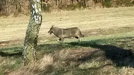 Eine Frau hat diesen Wolf in NRW fotografiert. 