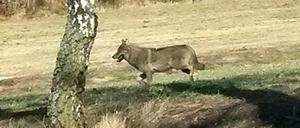 Eine Frau hat diesen Wolf in NRW fotografiert. 