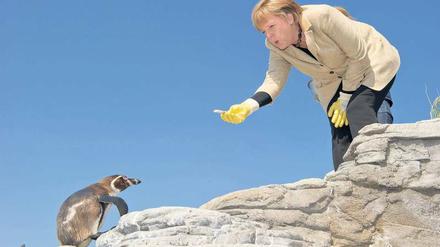Leckerbissen. Die Zeiten, in denen ihr die Partei aus der Hand fraß, sind vorbei. CDU-Vorsitzende Angela Merkel – hier bei einem Besuch des Ozeaneums in Stralsund 2011 – muss vor dem anstehenden Wahlkampf um das Vertrauen der Basis kämpfen. 