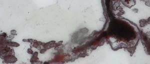 Die blumenförmigen Quartzstrukturen aus dem Nuvvuagittuq-Grünsteingürtel in der kanadischen Provinz Québec.