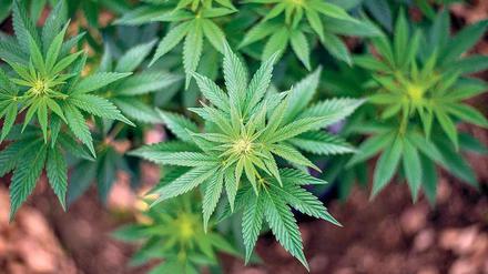 Arzneimittel? In Deutschland durfte Cannabis bislang nur mit Ausnahmegenehmigung eingesetzt werden.
