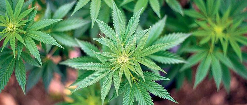 Arzneimittel? In Deutschland durfte Cannabis bislang nur mit Ausnahmegenehmigung eingesetzt werden. 