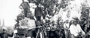 Weinernte. Der Weinbau war erfolgreich, Einheimische (mit den Fellmützen) helfen mit. Die Weinkeller der Gebrüder Vohrer lassen sich noch besichtigen.