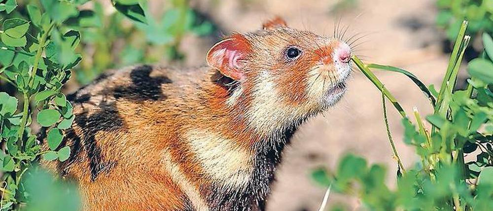 Landwirte sollen durch Ausgleichszahlungen bekommen, wenn sie den vom Aussterben bedrohten Feldhamstern ihre Getreide- und Stoppelfelder überlassen.