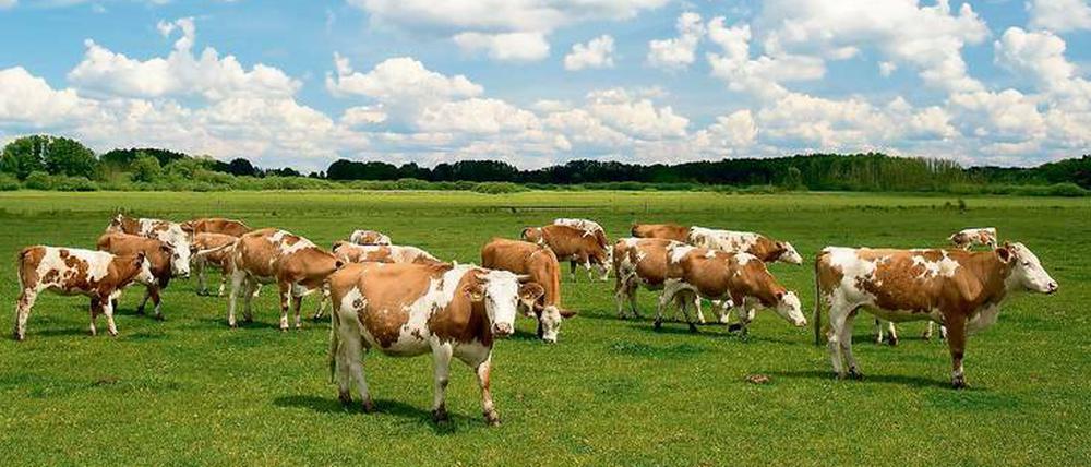 Vieh in Gefahr. Rinderherden sind in Brandenburg schon lange nicht mehr sicher. Doch in diesem Jahr häufen sich die Diebstähle enorm. Mehr als 140 Tiere wurden schon gestohlen.