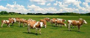 Vieh in Gefahr. Rinderherden sind in Brandenburg schon lange nicht mehr sicher. Doch in diesem Jahr häufen sich die Diebstähle enorm. Mehr als 140 Tiere wurden schon gestohlen. 