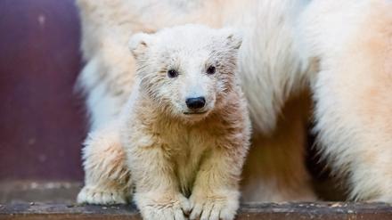 Der kleine Eisbär Fritz hatte schon Anhänger unter den Berlinern, da war er noch nicht geboren. Die Trauer um ihn ist groß.
