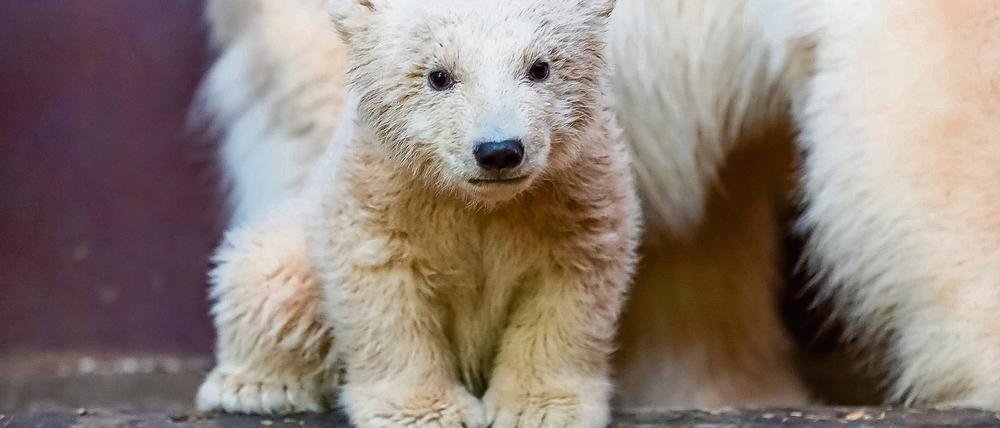 Der kleine Eisbär Fritz hatte schon Anhänger unter den Berlinern, da war er noch nicht geboren. Die Trauer um ihn ist groß.