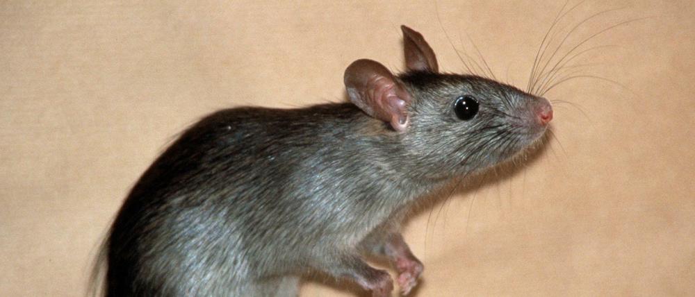 Ratten gelten als selbstlose, teamfähige Tiere. Auf Spielplätzen sind sie trotzdem nicht gern gesehen.
