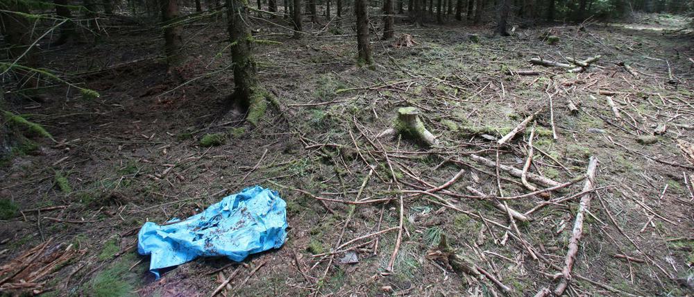 Der Wald, in dem Peggys Leiche gefunden worden war