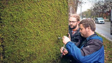 Jahr für Jahr wird am Neckartor in Stuttgart der Feinstaub-Grenzwert überschritten. Jetzt sollen 100 Meter lange Mooswände das Gift aus der Luft holen.