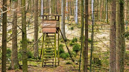 Im Grunewald werden seit Beginn des Jahres Hochsitze in Brand gesetzt.