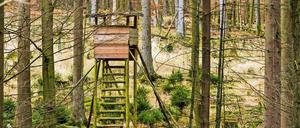 Im Grunewald werden seit Beginn des Jahres Hochsitze in Brand gesetzt.