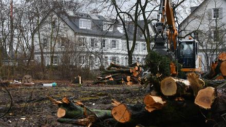 Gefällte Bäume im Park hinter dem Vivantes-Wohnheim an der Leonorenstraße in Lankwitz. Anwohner protestieren gegen das geplante Flüchtlingsheim.