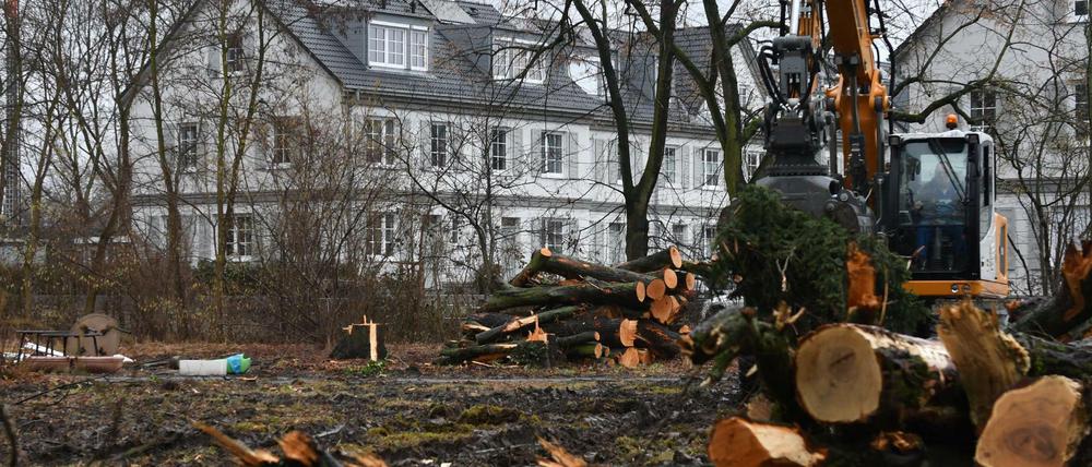 Gefällte Bäume im Park hinter dem Vivantes-Wohnheim an der Leonorenstraße in Lankwitz. Anwohner protestieren gegen das geplante Flüchtlingsheim.