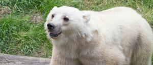 Ausbrecherin Tips auf einem Archivbild von 2015