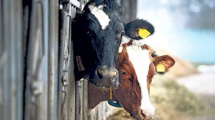 Milchkühe bei der Arbeit: Die Bauern bekommen jetzt über 30 Cent für den Liter Milch. 