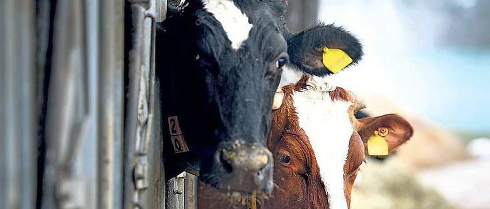 Milchkühe bei der Arbeit: Die Bauern bekommen jetzt über 30 Cent für den Liter Milch.