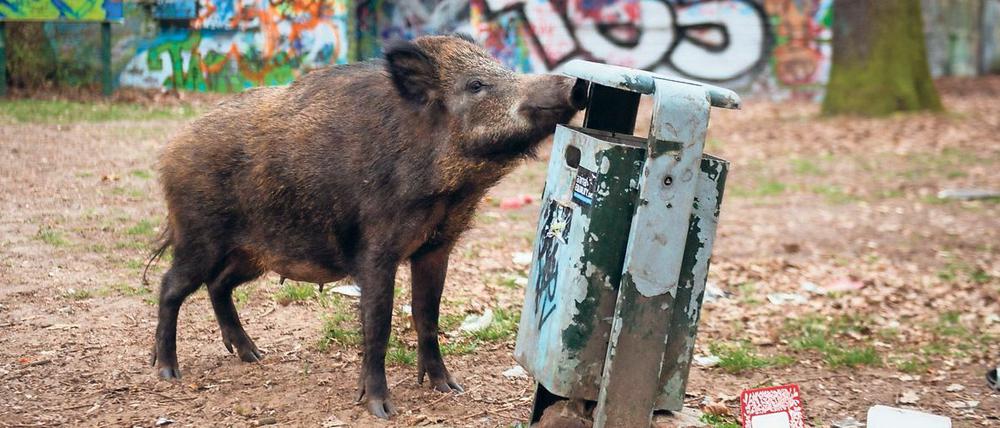 Ein weibliches Wildschwein sucht in einem Waldgebiet in Berlin-Tegel nach Futter. Berliner Forscher sind der Herkunft von Wildschweinen in der Stadt ein Stück nähergekommen.