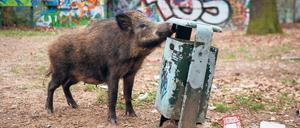 Ein weibliches Wildschwein sucht in einem Waldgebiet in Berlin-Tegel nach Futter. Berliner Forscher sind der Herkunft von Wildschweinen in der Stadt ein Stück nähergekommen.