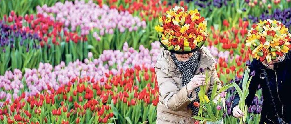Aufgeblüht. Die Tulpen sind das bekannteste Exportprodukt der Niederländer.