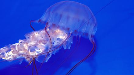 Kamtschatka-Quallen zählen zur Gattung der Schirmquallen und bestehen aus 98 Prozent aus Wasser.