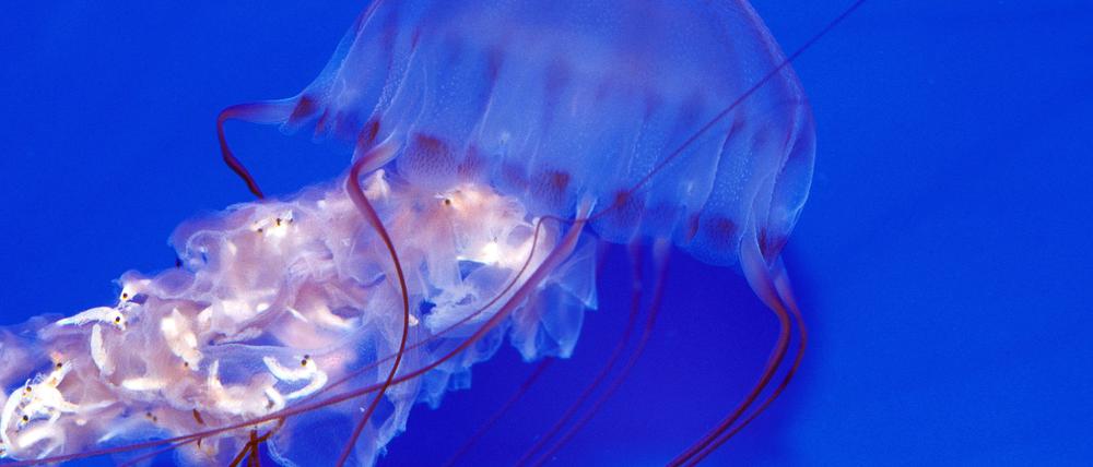 Kamtschatka-Quallen zählen zur Gattung der Schirmquallen und bestehen aus 98 Prozent aus Wasser.