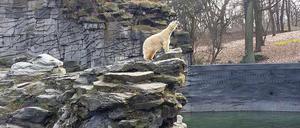 Allein, allein. Eisbärin Tonja darf wieder an die frische Luft. Ohne ihr Junges.