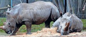 Hinterbliebene. Die Gehegegenossen des toten Vince, Gracie (37) und Bruno (5) haben nichts mitbekommen. 