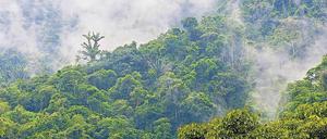 Der Urwald im Amazonas-Gebiet galt lange als kaum besiedelt.