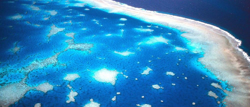 Wenn das Wasser zu warm wird, verlieren die Korallen ihre Farbe - wie hier am Great Barrier Reef in Australien.