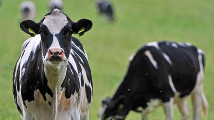 Kühe auf einer Wiese. In der Türkei werden Artgenossen gerade zu politischen Zwecken missbraucht.